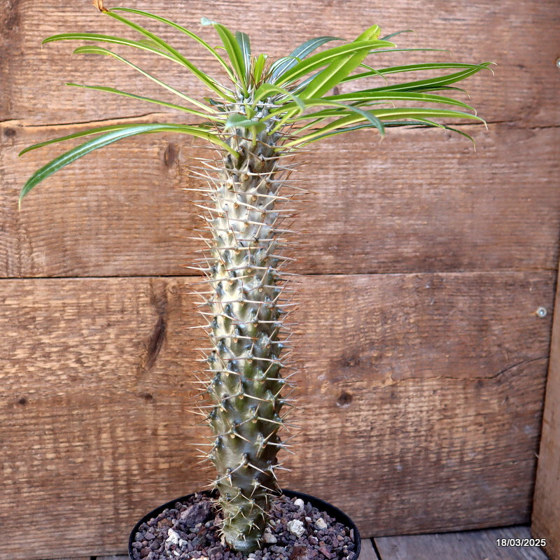 D3117 PACHYPODIUM LAMEREII pot14-H29-W5 cm MaMa Cactus