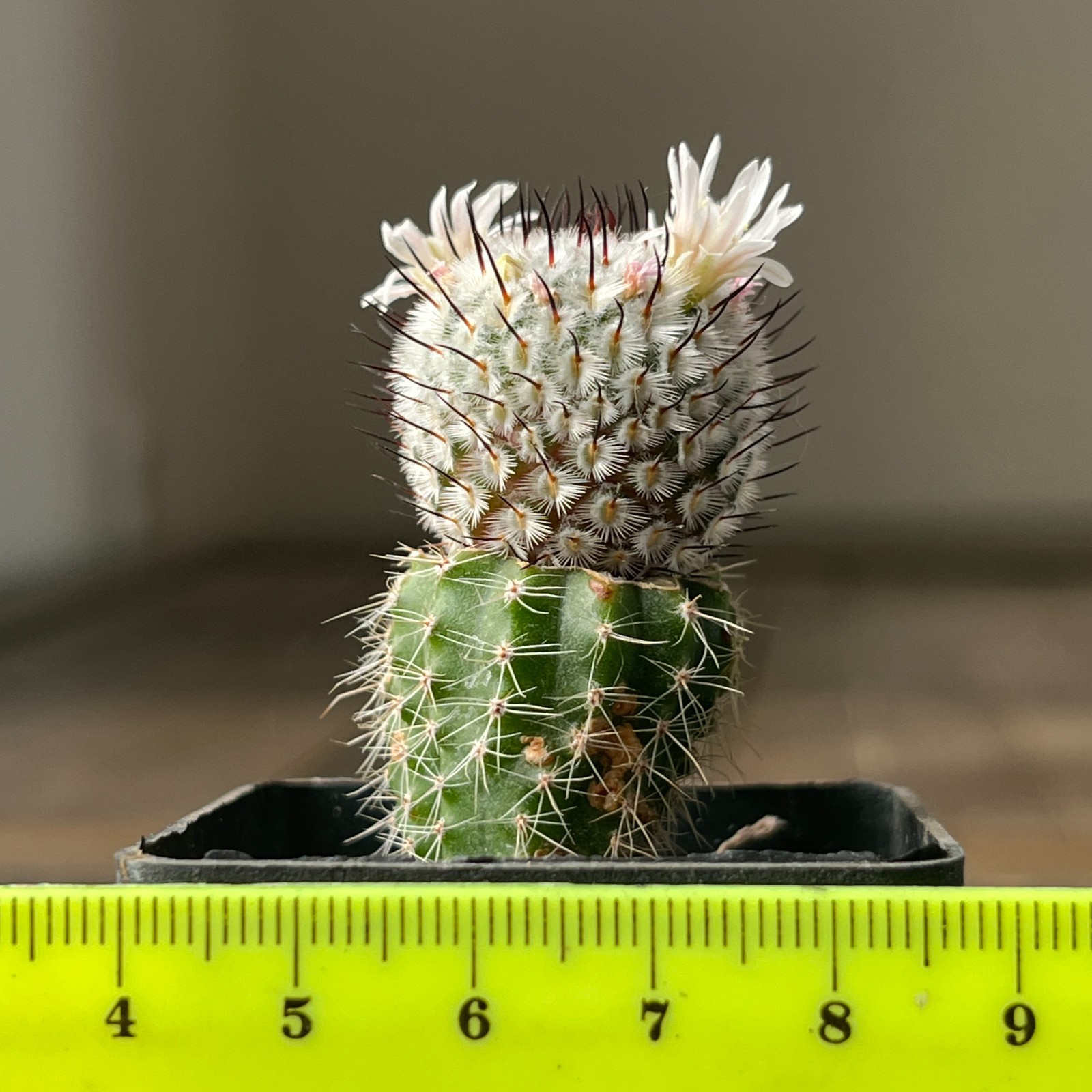 A36-793 Mammillaria andersoniana, grafted