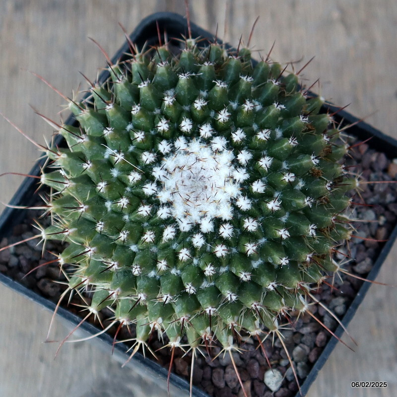 A6577 MAMMILLARIA SPINOSISSIMA pot10-H8-W9 cm MaMa Cactus