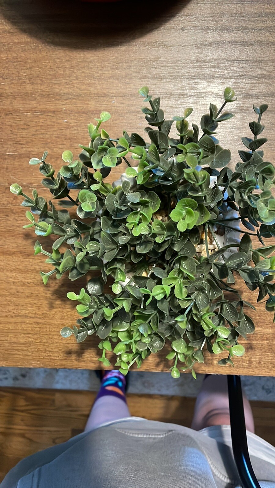 Fake Accent Plant