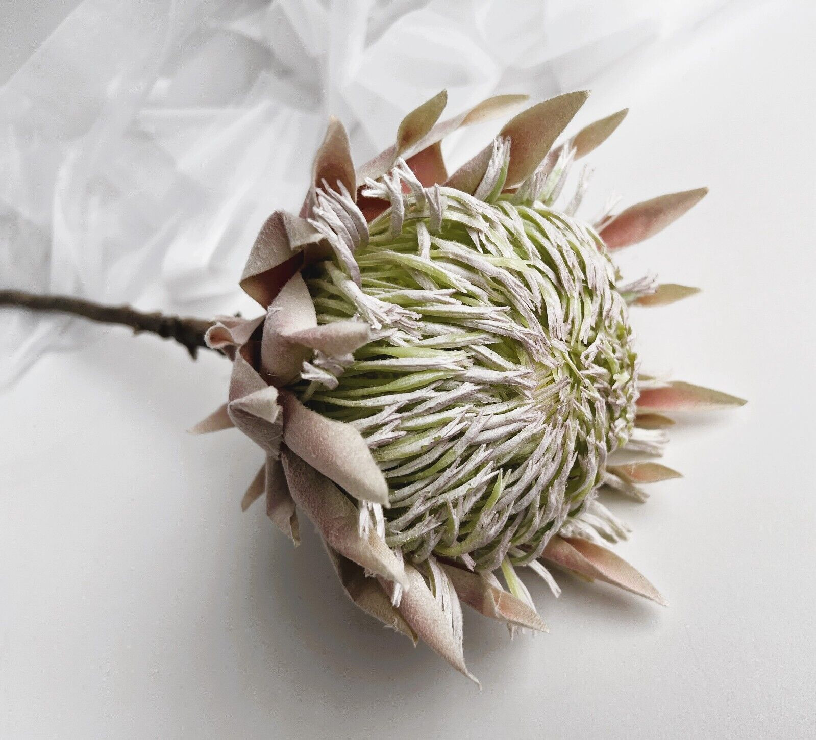 King Protea Stem Australian Native Flowers Blush Cream Protea Flower Stem x 1