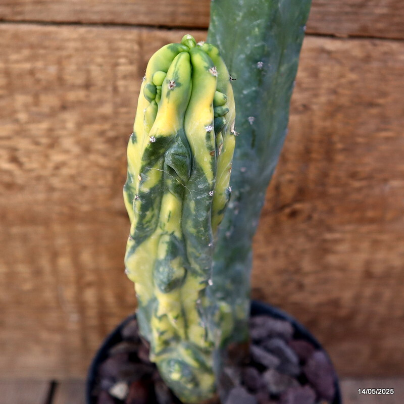 D4121 MYRTILLOCACTUS GEOMETRIZANS VARIEGATED pot12-H28-W9 cm MaMa Cactus