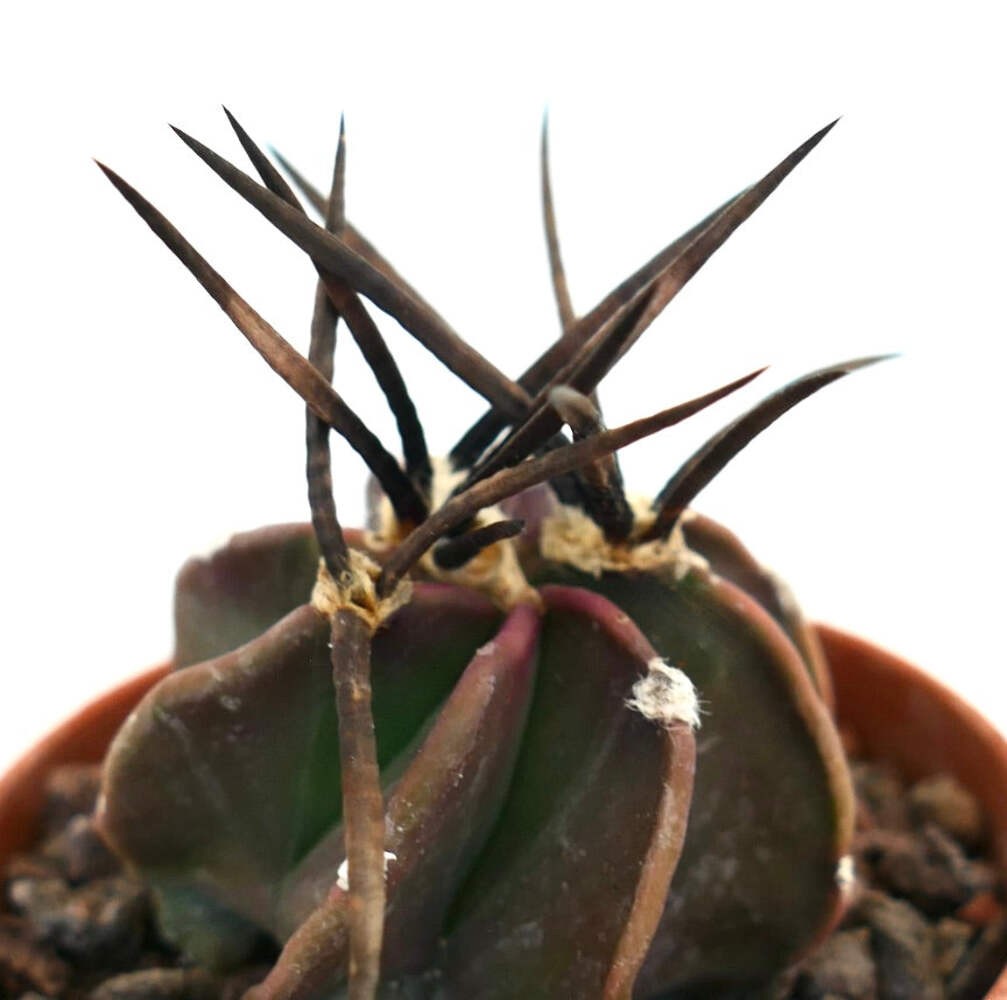 Astrophytum capricorne nudum cv SUPER BUFFALO – Goat’s horn cactus | Astrophytum