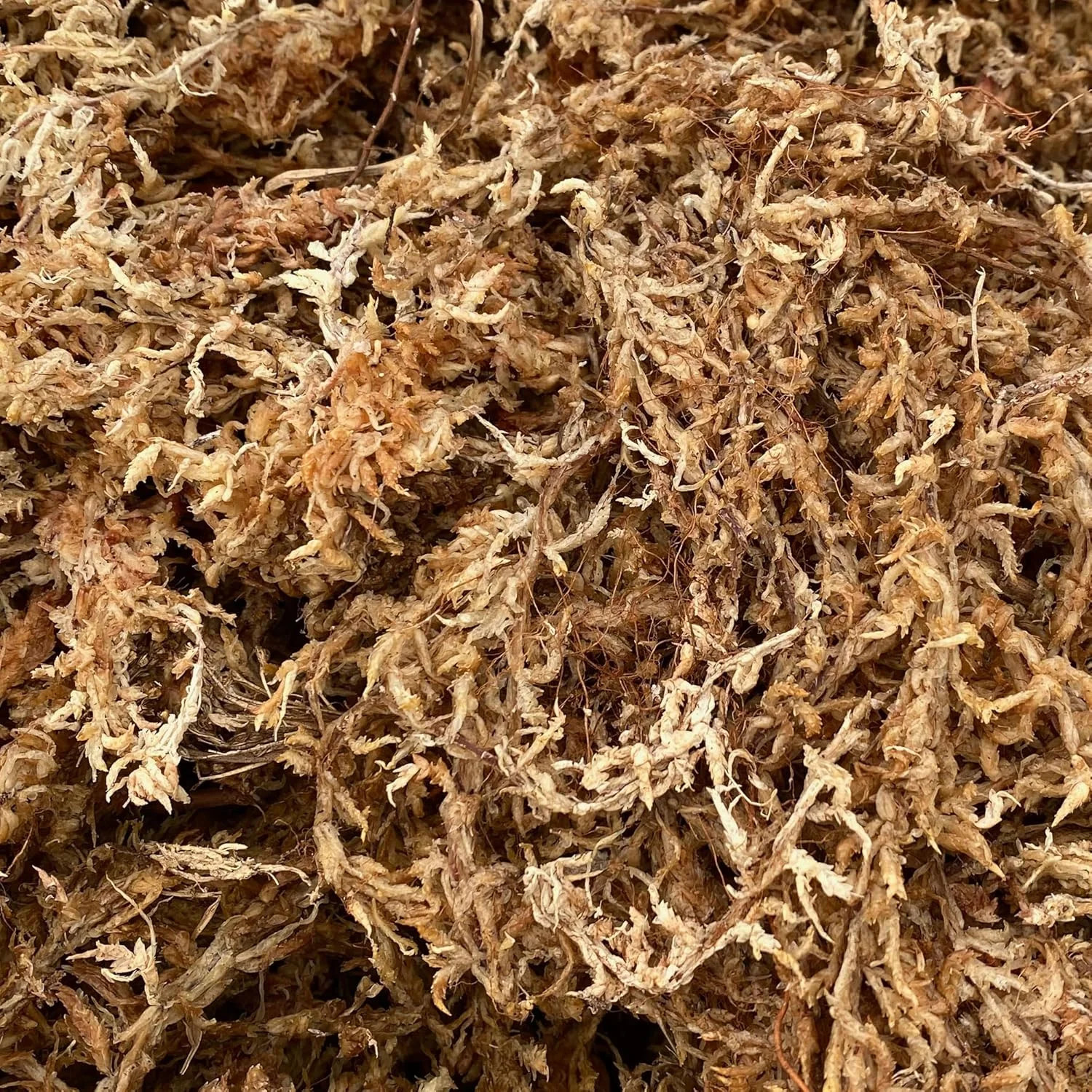 Sphagnum Moss – 100% Natural, Long-Fiber Moss for Orchids, Ferns, and Hostas,.