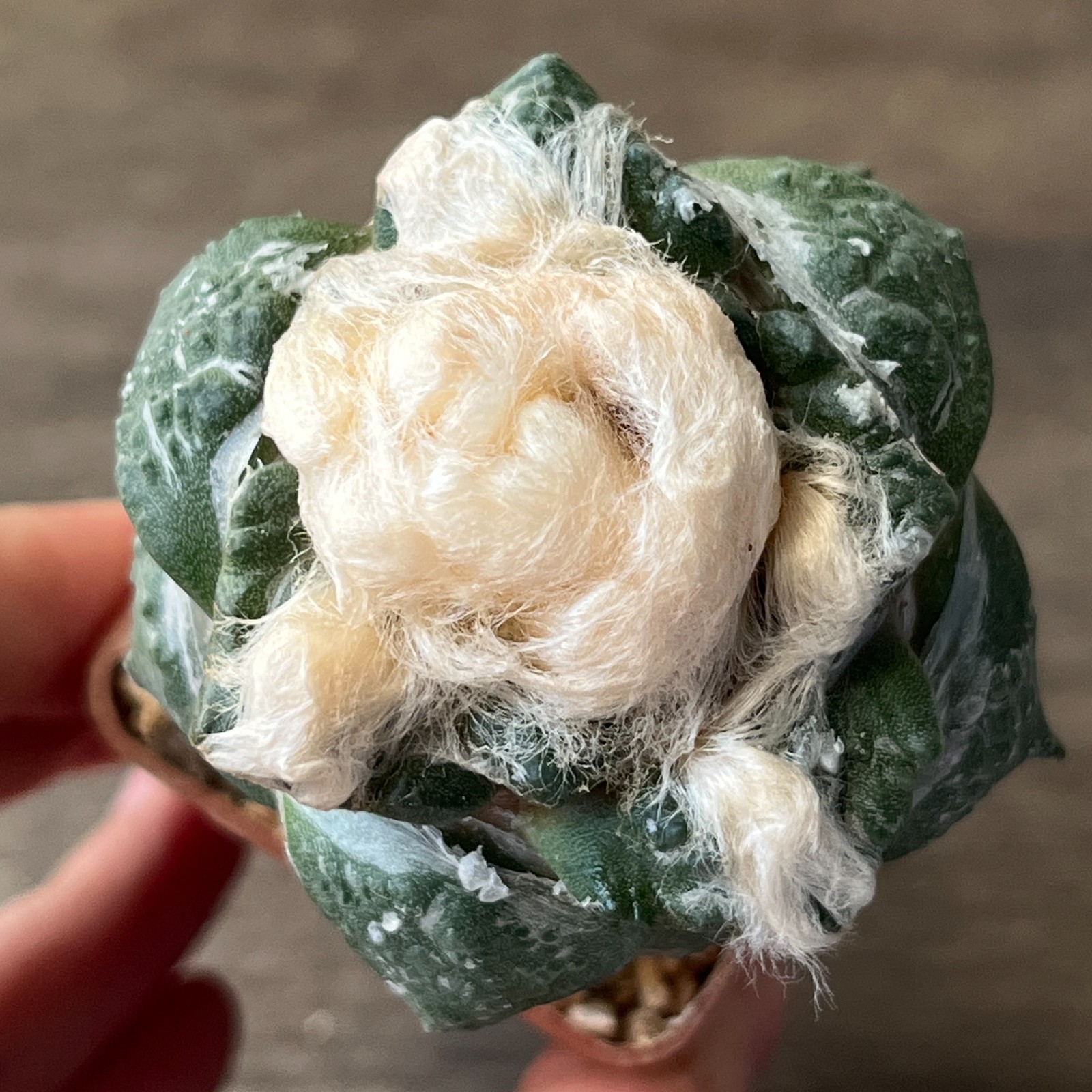A52-322 Cactus hybrid (fissuratus x retusus)