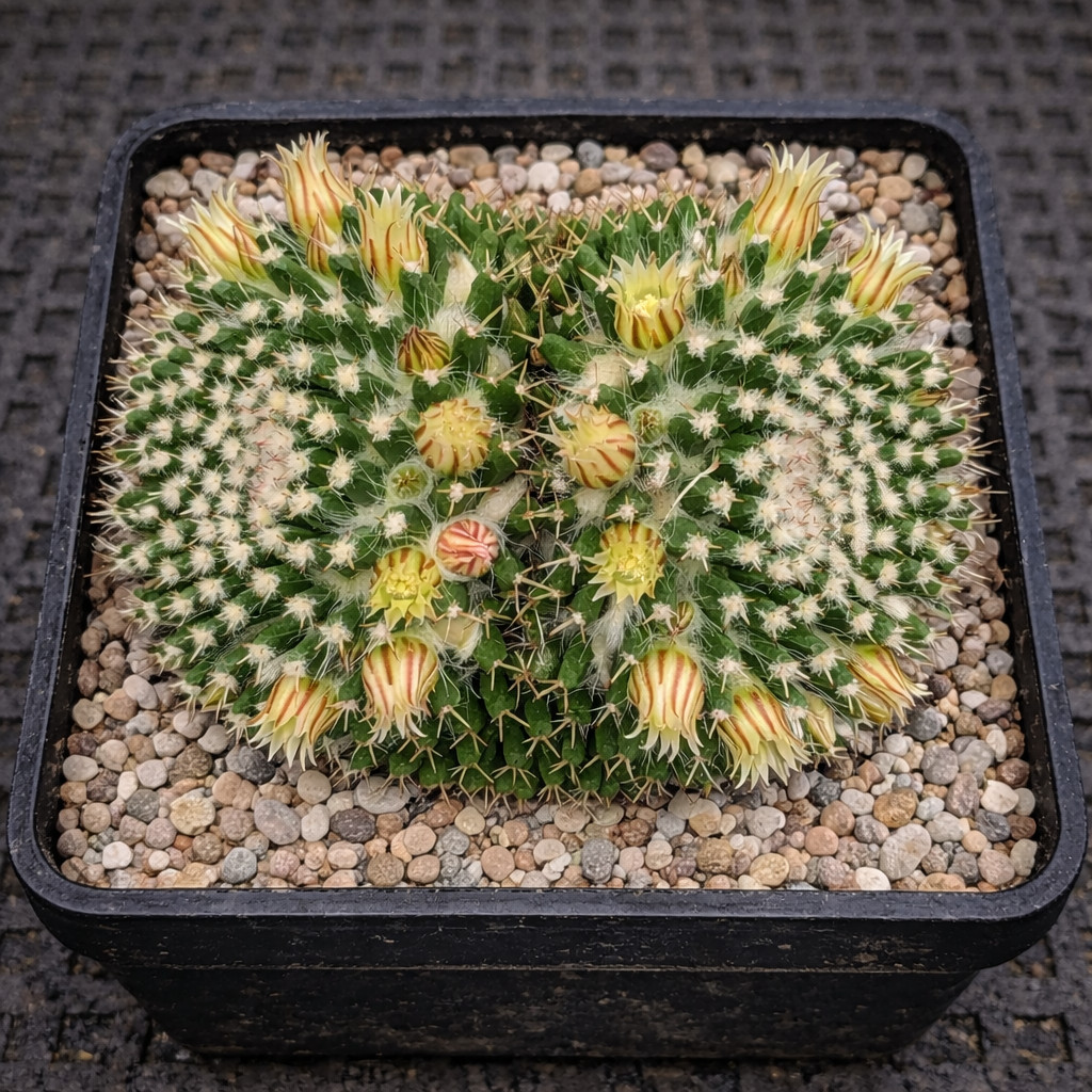 Mammillaria nejapensis SEEDS – Rare Cactus SEEDS