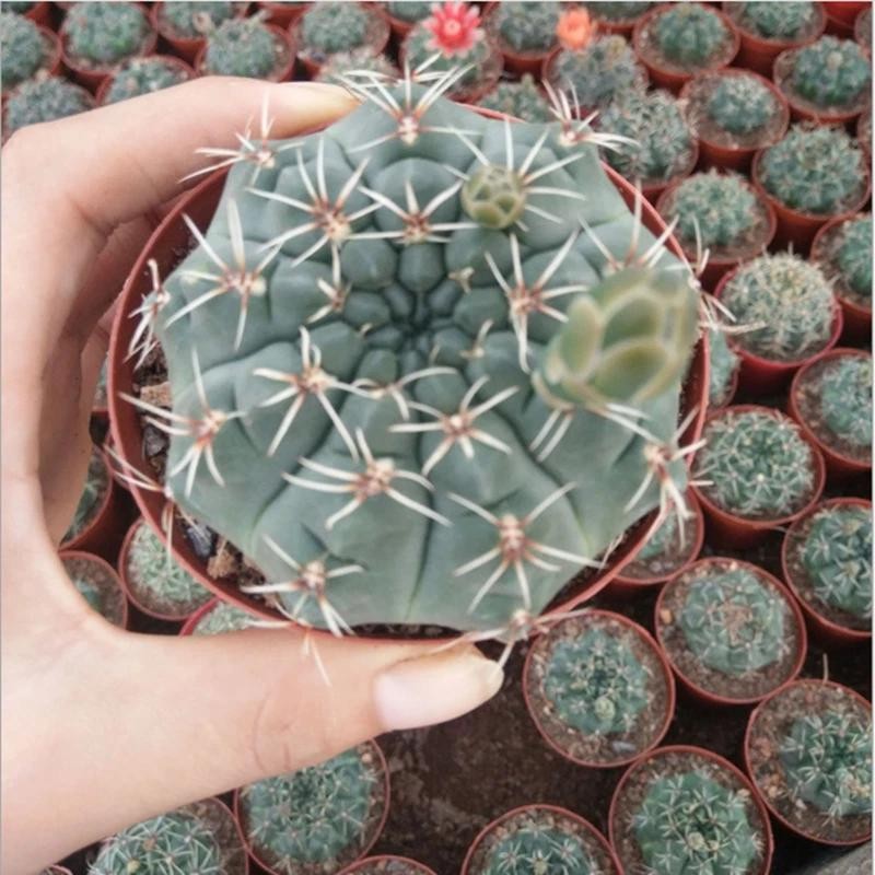 Gymnocalycium baldianum Chin Cactus Cactus Cacti Succulent Real Live Plant