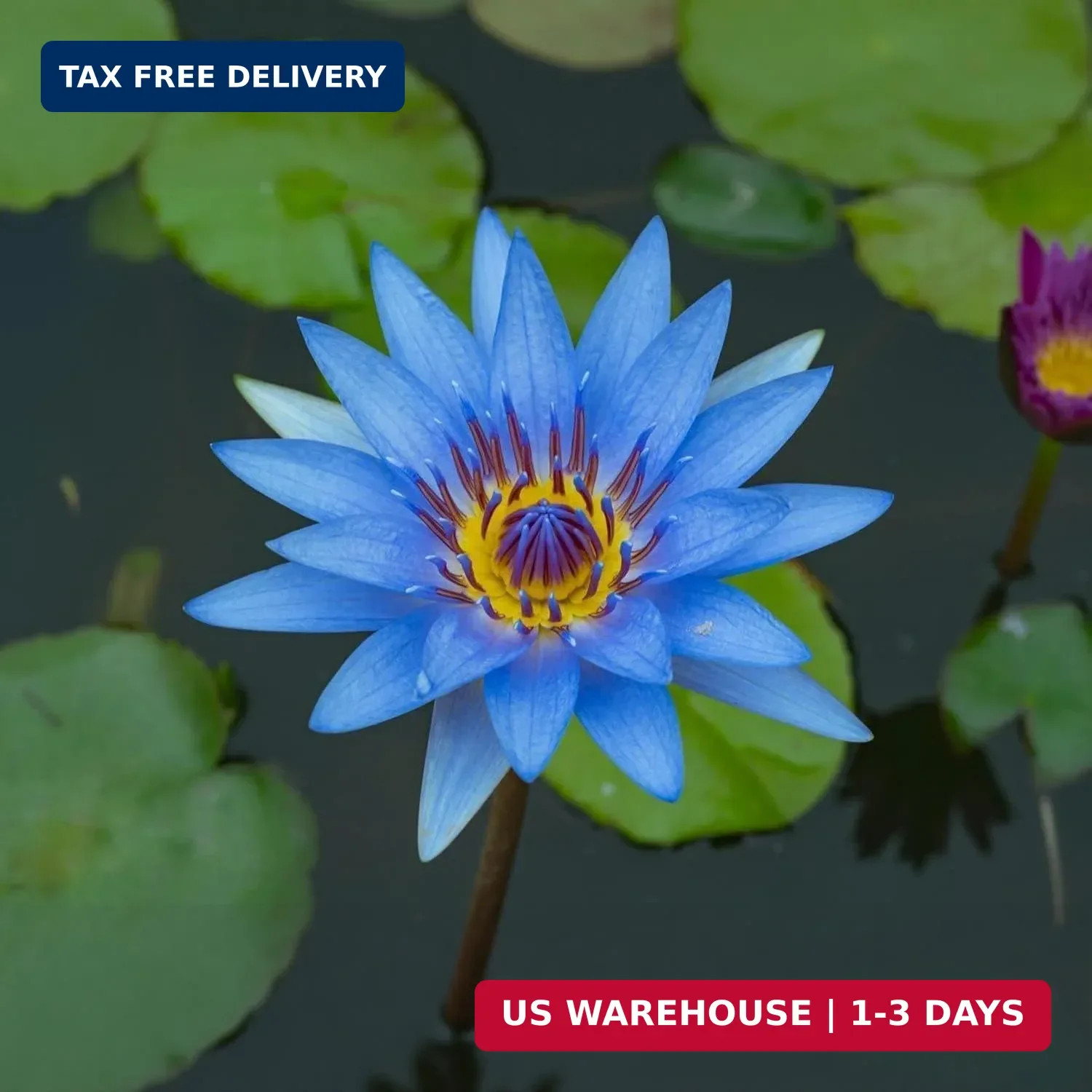 160pcs Mixed Color Bowl Lotus Seeds for Planting – Non-GMO Bonsai Lotus, Water L