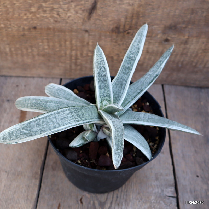 D1768 GASTERIA BATEISIANA VARIEGATED pot18-H15-W31 cm MaMa Cactus