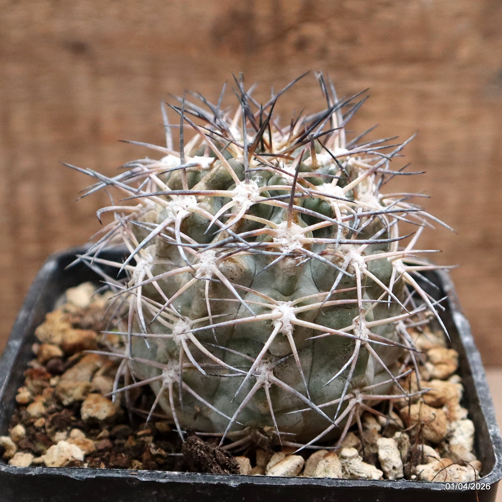 D8156 ACANTHOCALYCIUM GLAUCUM pot10-H8-W6 cm MaMa Cactus