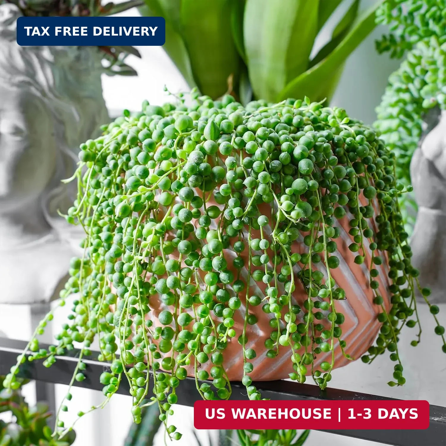 String of Pearls Live Succulent Plant (4-inch), Fully Rooted Trailing Houseplant