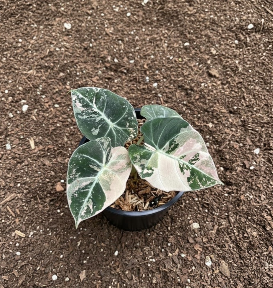 Alocasia Black Velvet Variegata Snake Plant Rare Unique