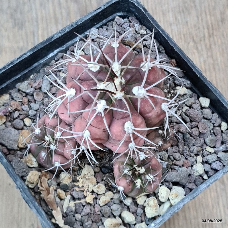 D5691 GYMNOCALYCIUM PFLANSII pot10-H6-W8 cm MaMa Cactus