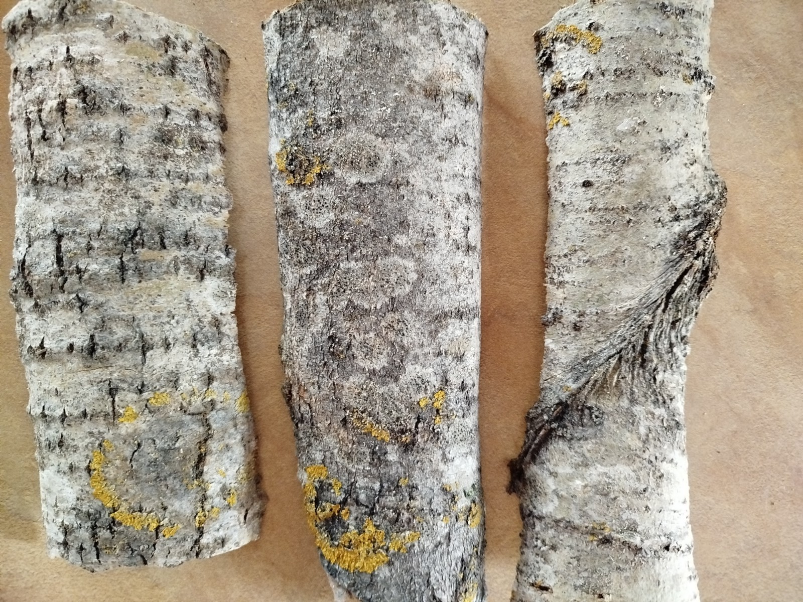3x large Aspen bark 2026 organic natural dried Populus tremula Eco for Terrarium