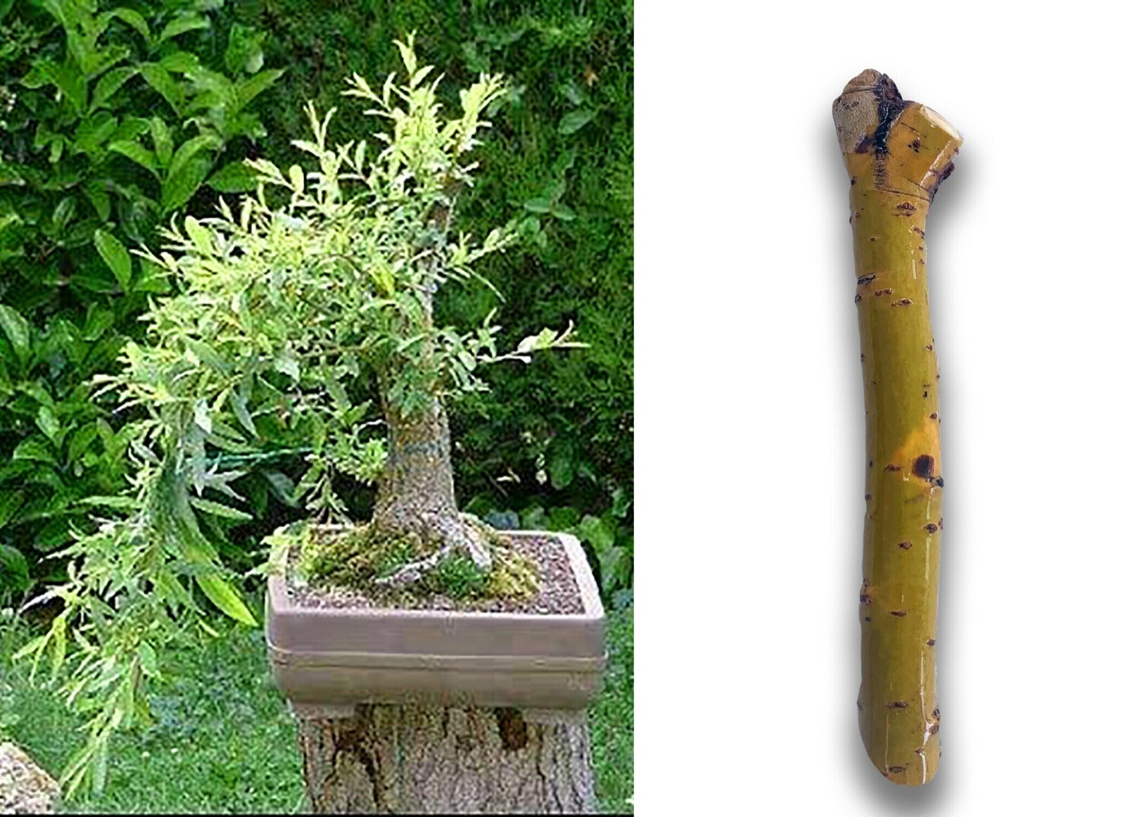 Black Willow Tree Bonsai! Exotic Cutting Starter with instructions!