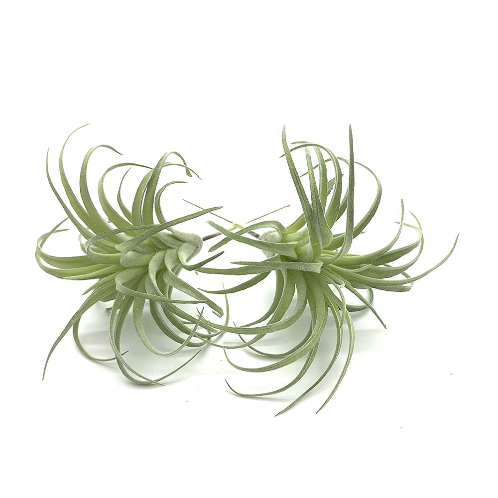 2 PCS Artificial Succulents Plants Unpotted Fake Flocking Tillandsia Air Plan…