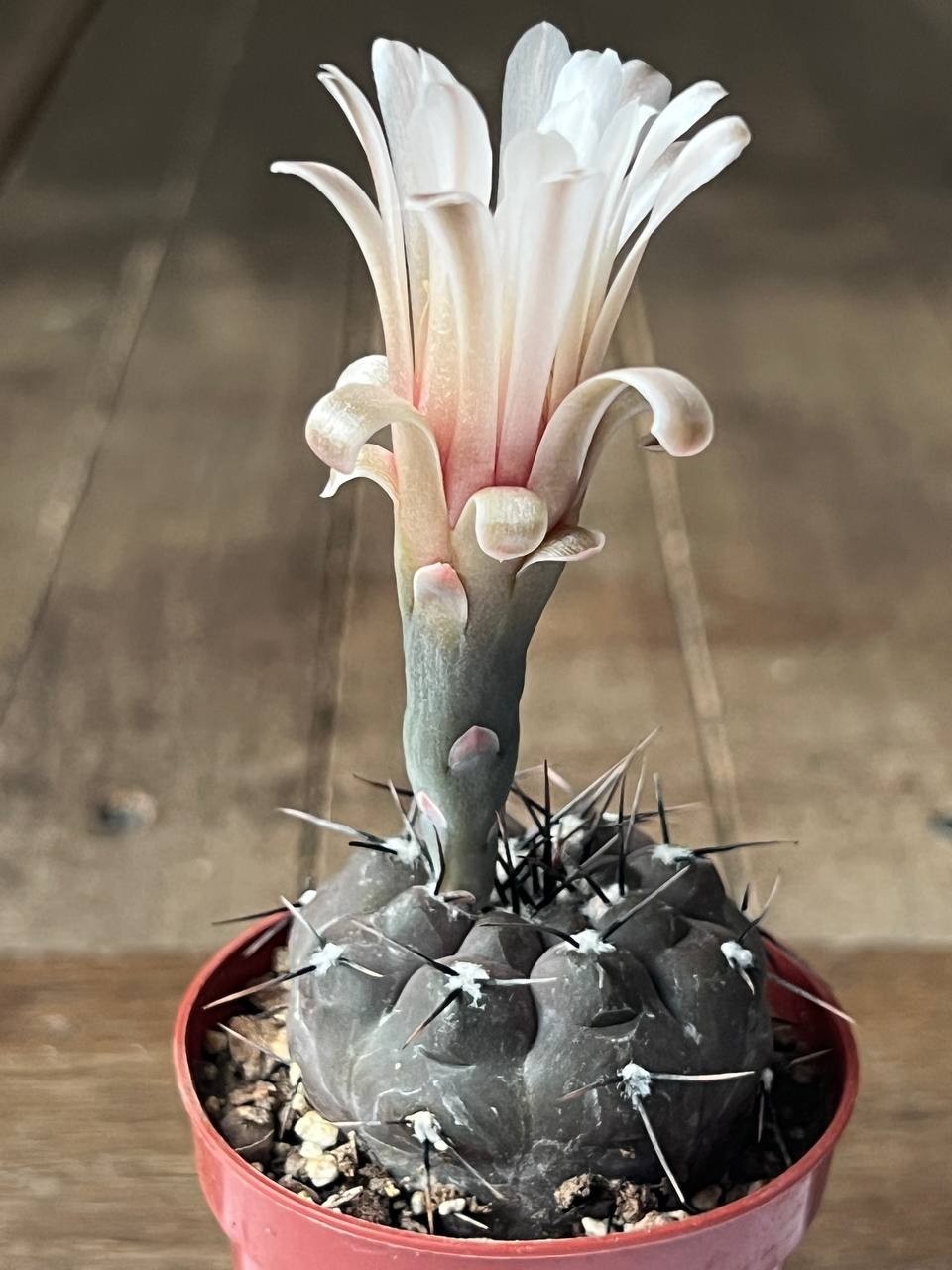 A43-958 Gymnocalycium esperanzae RS2248, Cienaga del Coro, Minas, own root