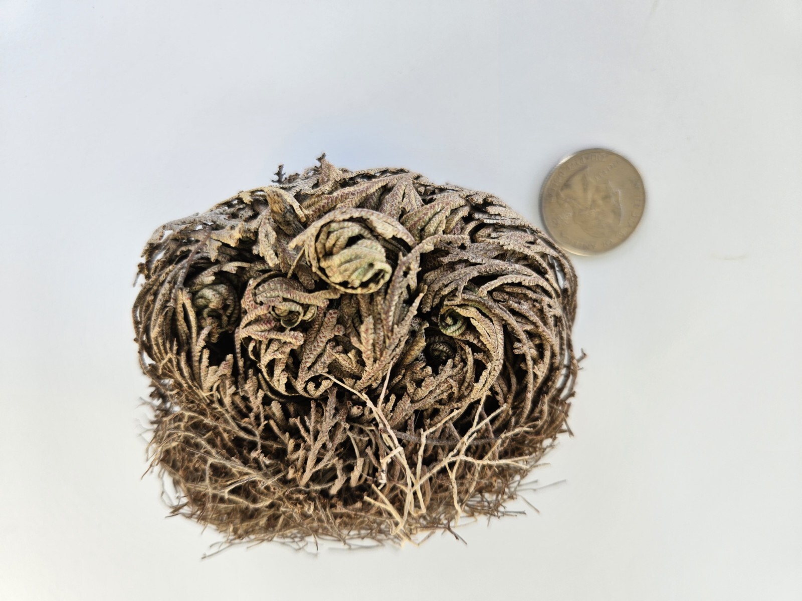Rose of Jericho – Resurrection Plant – Dried Whole Plant Comes Back To Life.