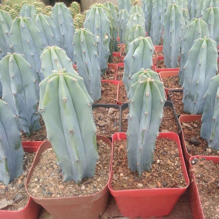 Myrtillocactus Geometrizans Cactus Succulent Plants Variegated Plants USA