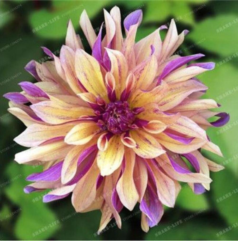 (10) DAHLIA SEEDS rare exotic flower bloom garden plant USA SELLER W/TRACK