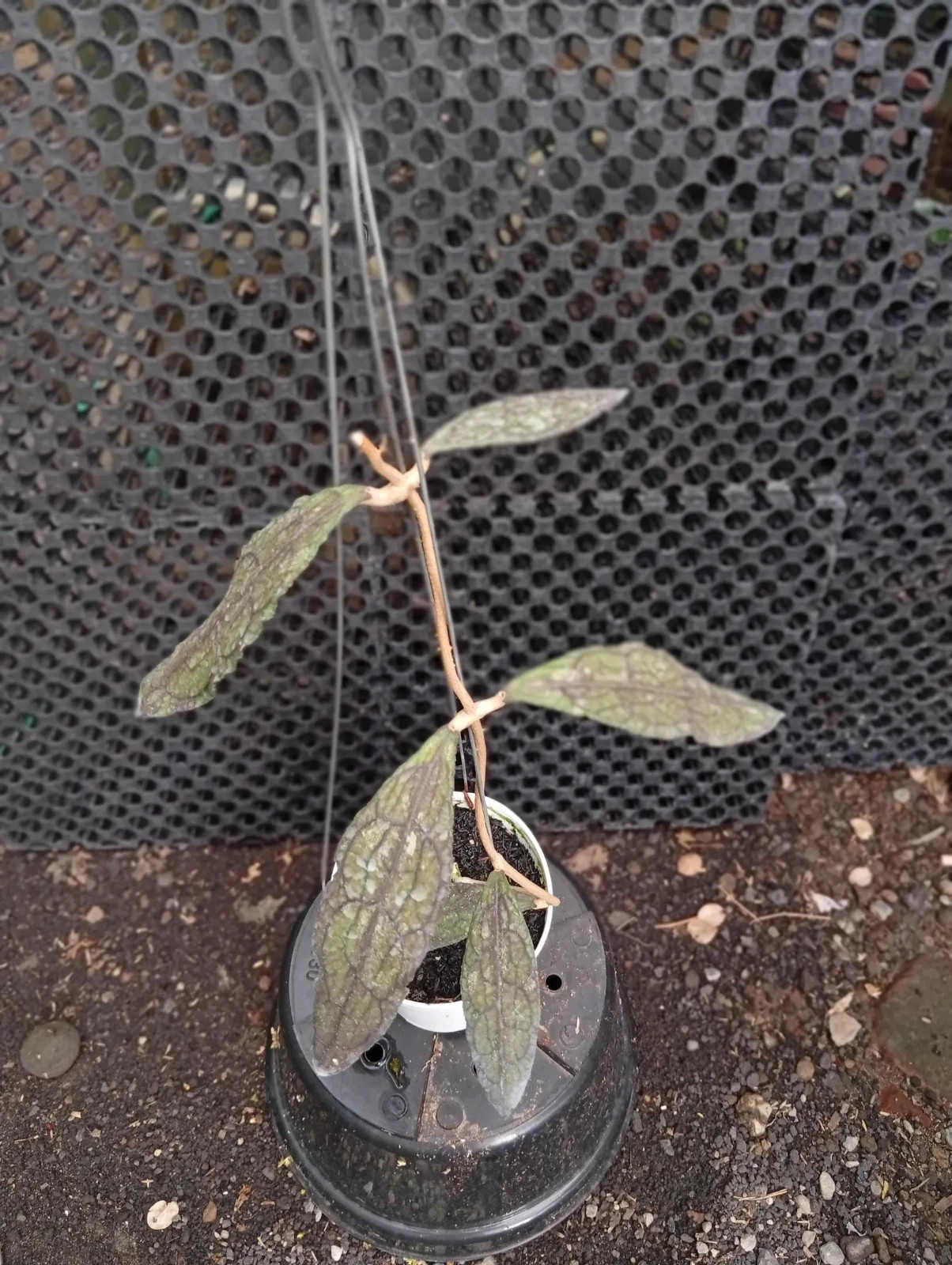Real Picture Hoya Clemensiorum Red Black Lush Leaves