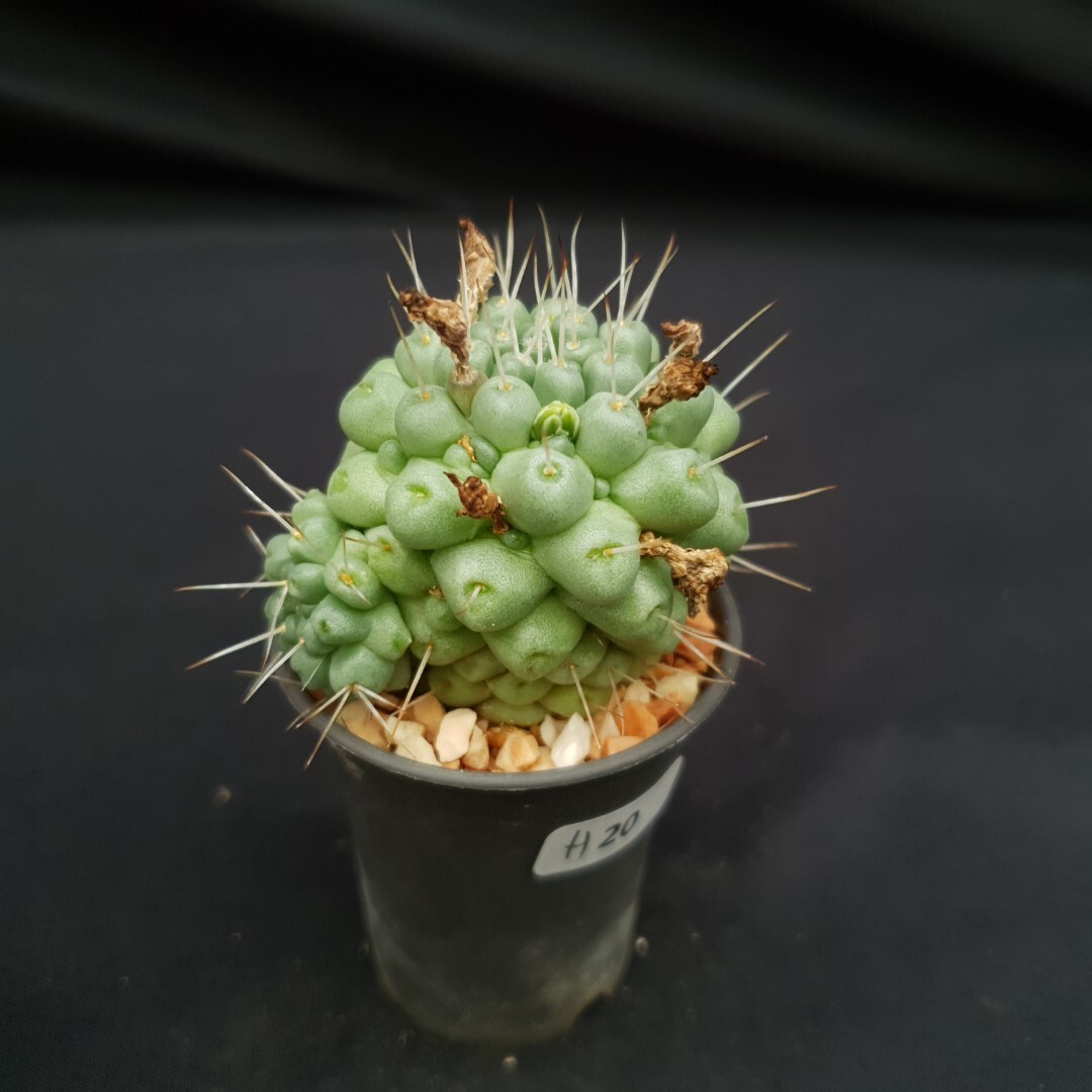 H20: Mammillaria schumannii