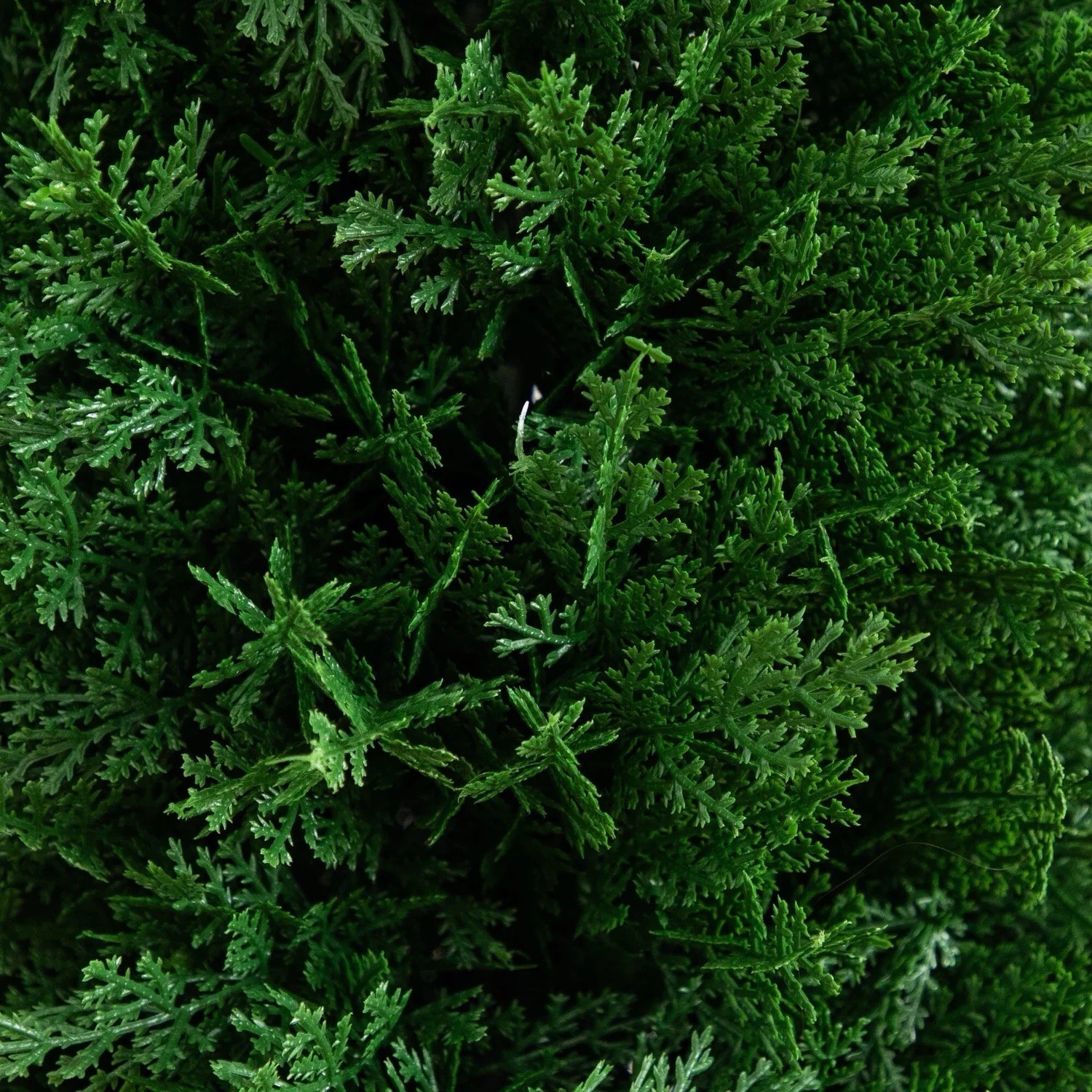3′ Artificial Cedar Plant with Integrated Ground Stake UV Resistant Set of 2.