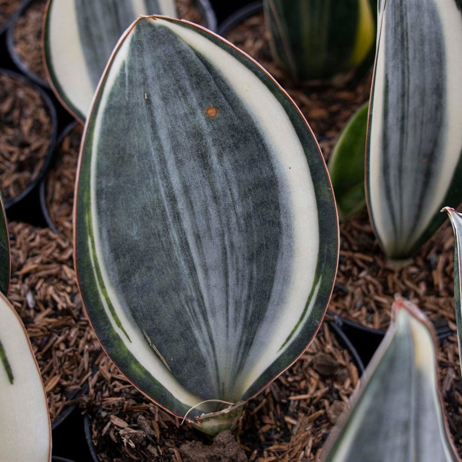 Sansevieria Masoniana Variegated Beautiful Uniqe Snake Plant