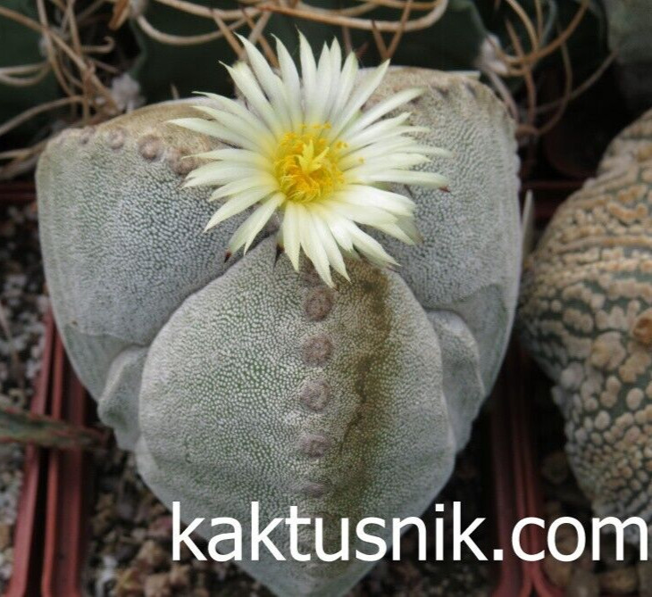 Astrophytum myriostigma mix 20seeds harvest 2025