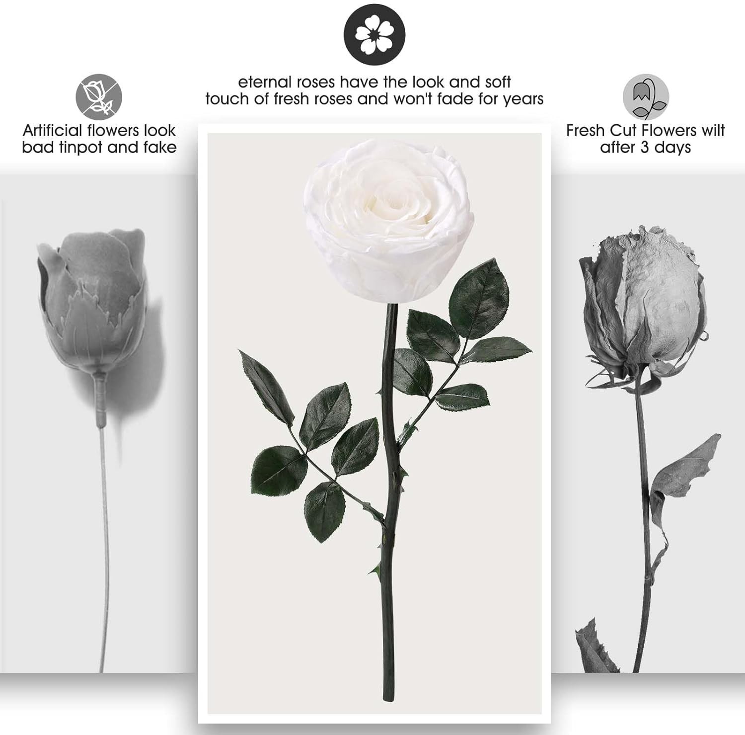 Real Preserved Rose with Sterling Silver Necklace – Ideal Birthday Gift for Her