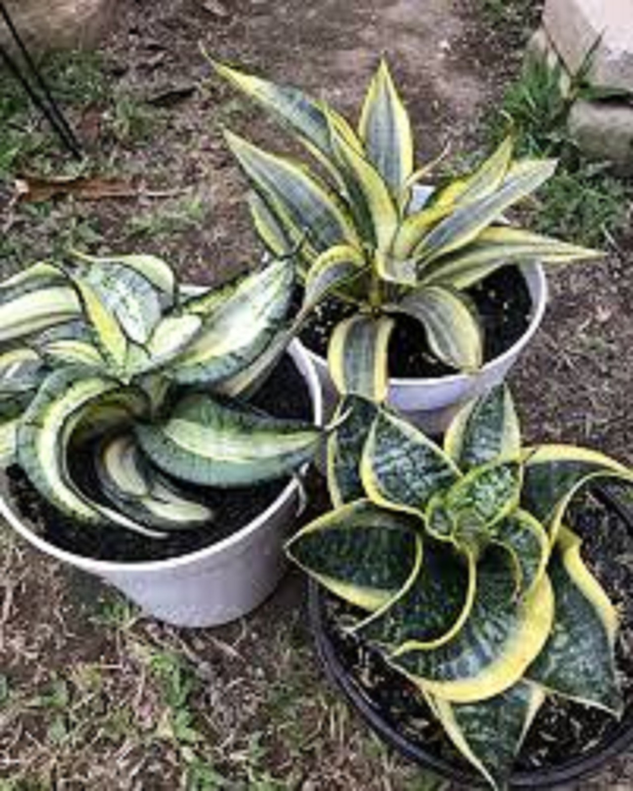 Snake Plant Golden Wendy Variegated Rare Sansevieria Yellow Green Variegated
