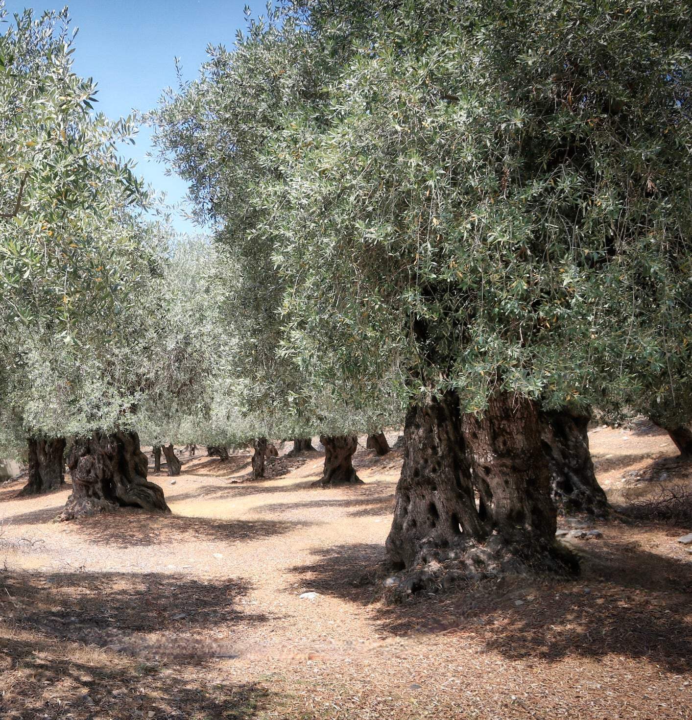 Olea europaea cv ‘Nocellara’ 60-80cm | Olive tree | European olive – Olive tree