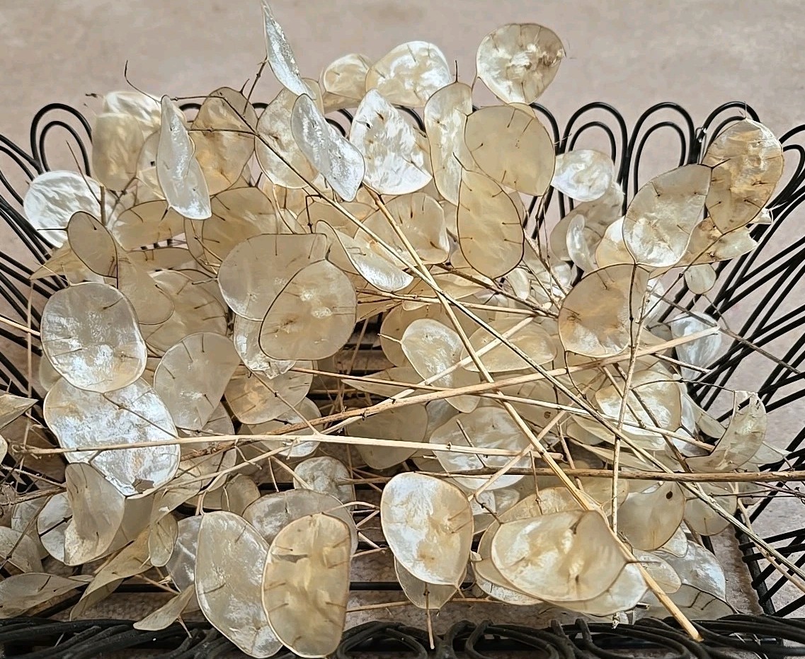 Dried Lunaria Moonwort Honesty Silver Dollar 50+ Short Stems, For Crafting