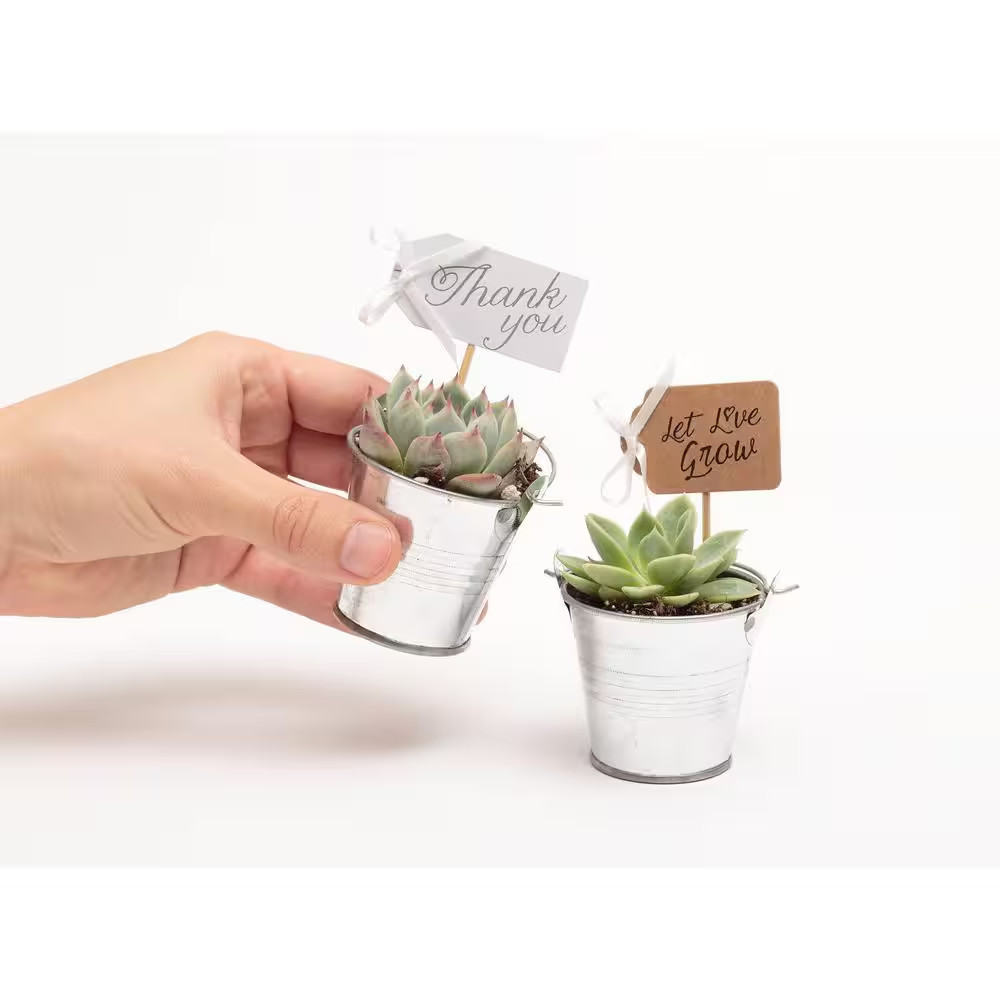 2 In. Wedding Event Rosette Succulents Plant with Tin Metal Pails and Thank You