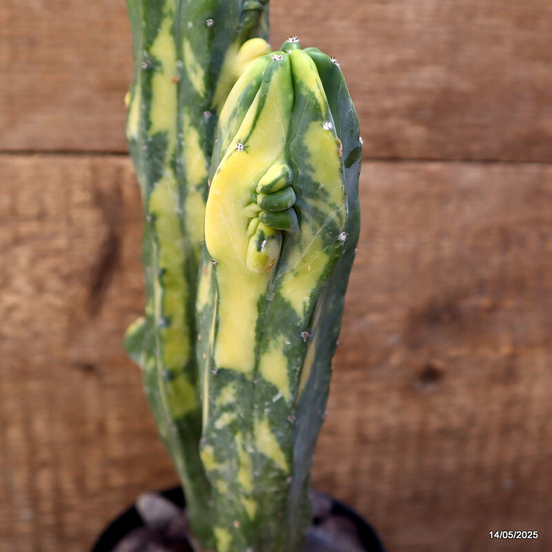 D4122 MYRTILLOCACTUS GEOMETRIZANS VARIEGATED pot12-H31-W11 cm MaMa Cactus