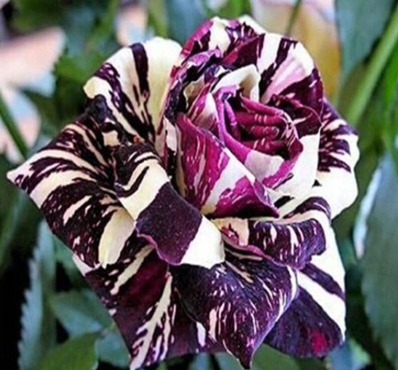 10 ROSE TIGER STRIPE SEEDS rare hybrid dragon flower garden USA SELLER W/TRACK