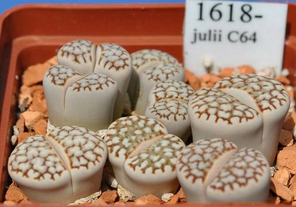 MIX LITHOPS SEEDS 100 PCS 2020 harvest /approximately 20 species/