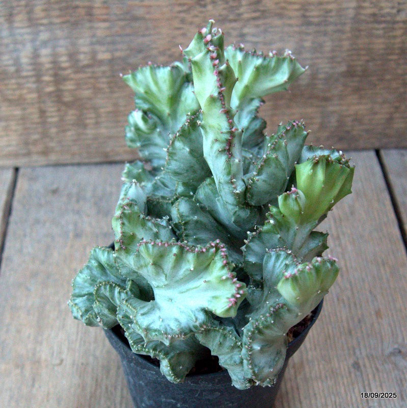D6502 EUPHORBIA LACTEA CRESTED VARIEGATED pot10-H15-W19 cm MaMa Cactus