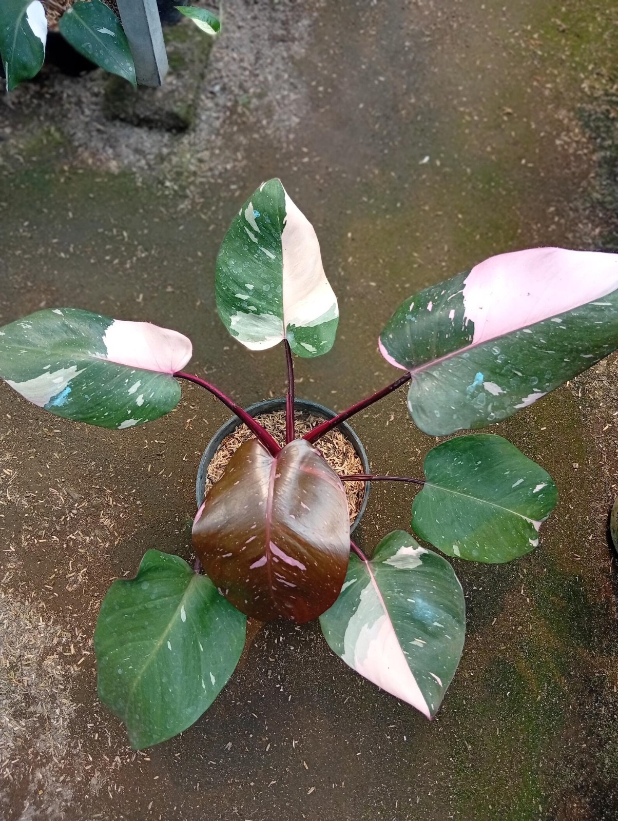 Real Pickture Philodendron Florida Beauty x Mayoi Medium Size Free Phyto