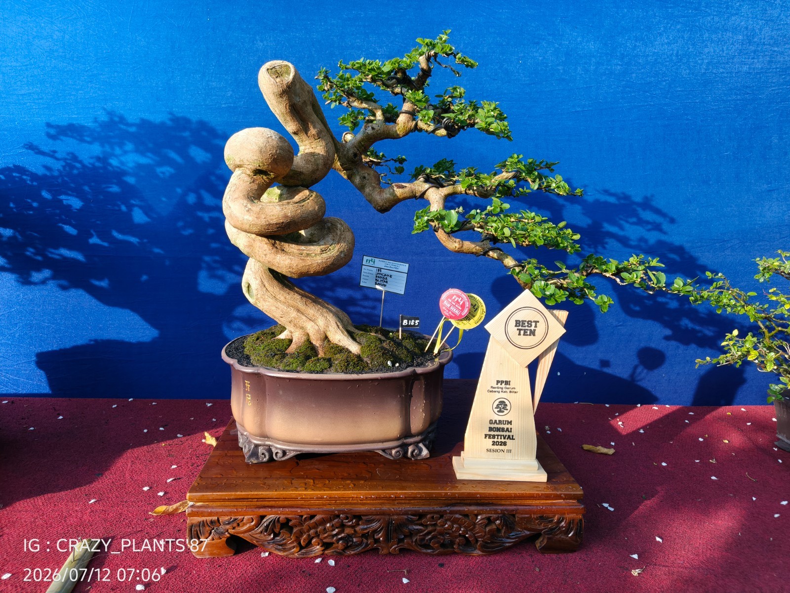 REAL PICT – Premna Microphylla Bonsai Tree – Big Size -RARE EXCLUSIVE EXHIBITION
