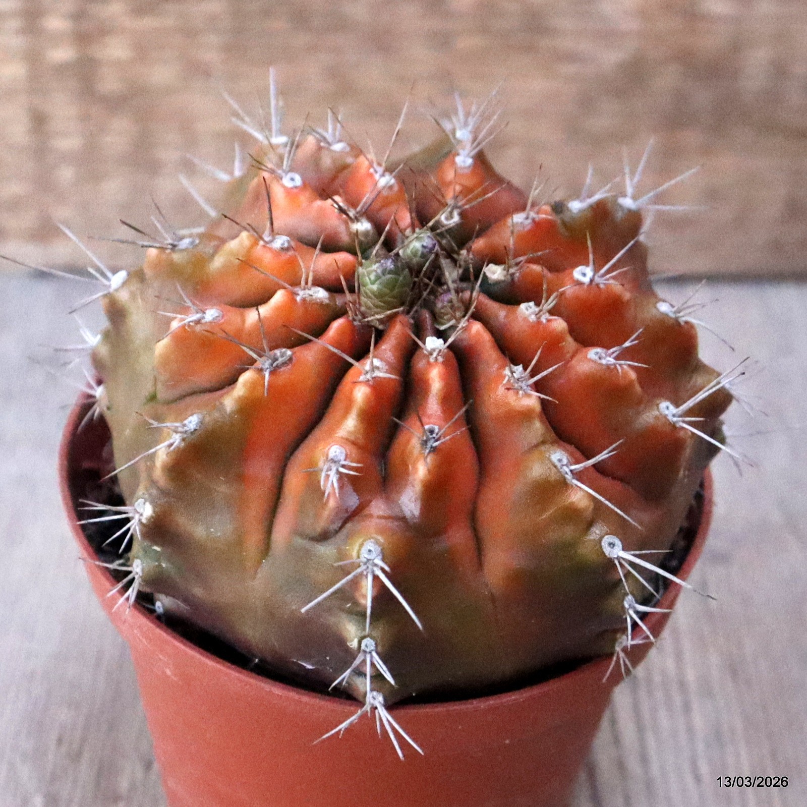 D8002 GYMNOCALYCIUM MIHANOVICHII VARIEGATED pot10-H7,5-W10,5 cm MaMa Cactus