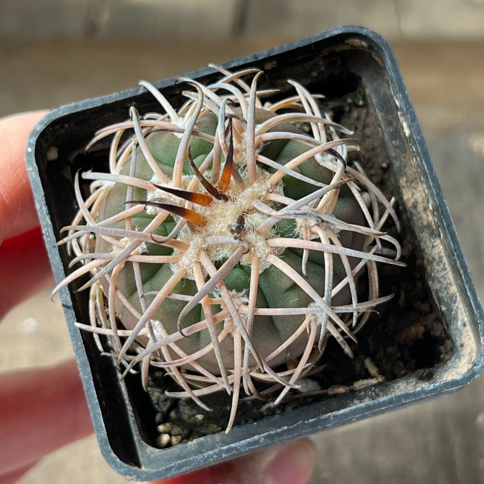 A45-1691 Gymnocalycium spegazzinii, bright powerful thorns, own root