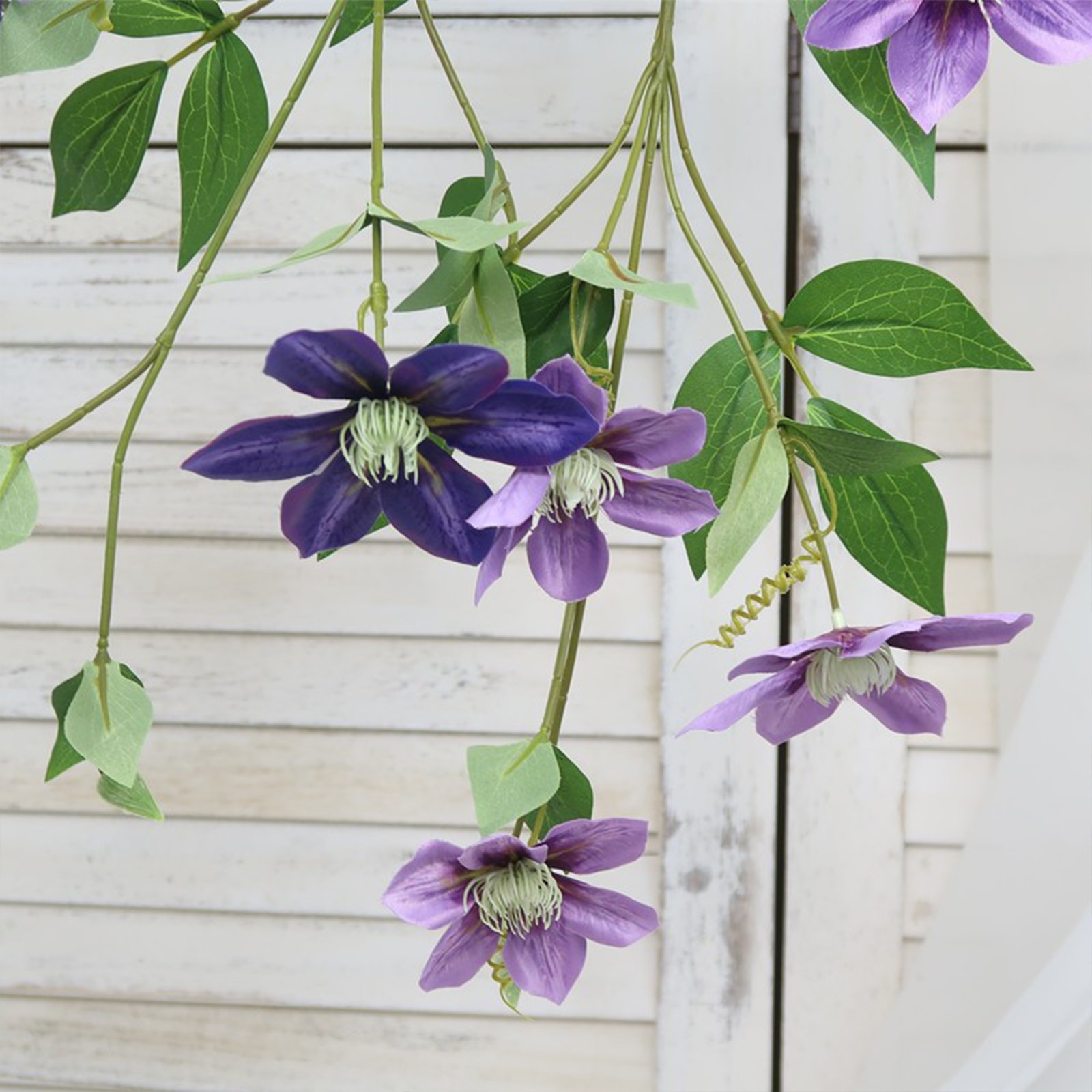 New European-style 5-headed Clematis – Deep Purple 85cm Tall Per Stem HOT