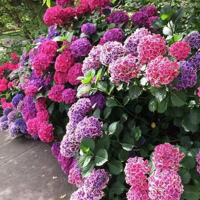 (10) HYDRANGEA SEEDS rare exotic flower bloom garden plant USA SELLER W/TRACK
