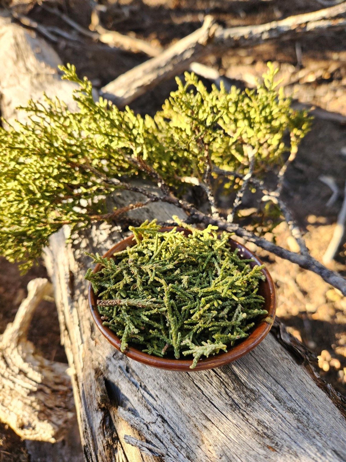 Dried or Fresh Juniper Leaf Twig Branch Herb Craft Incense