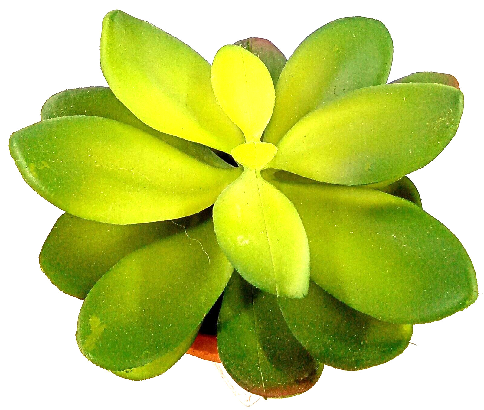 Succulent Clay Pot Planter Faux Dirt Artificial Plastic Green Floral Indoor 6×4″