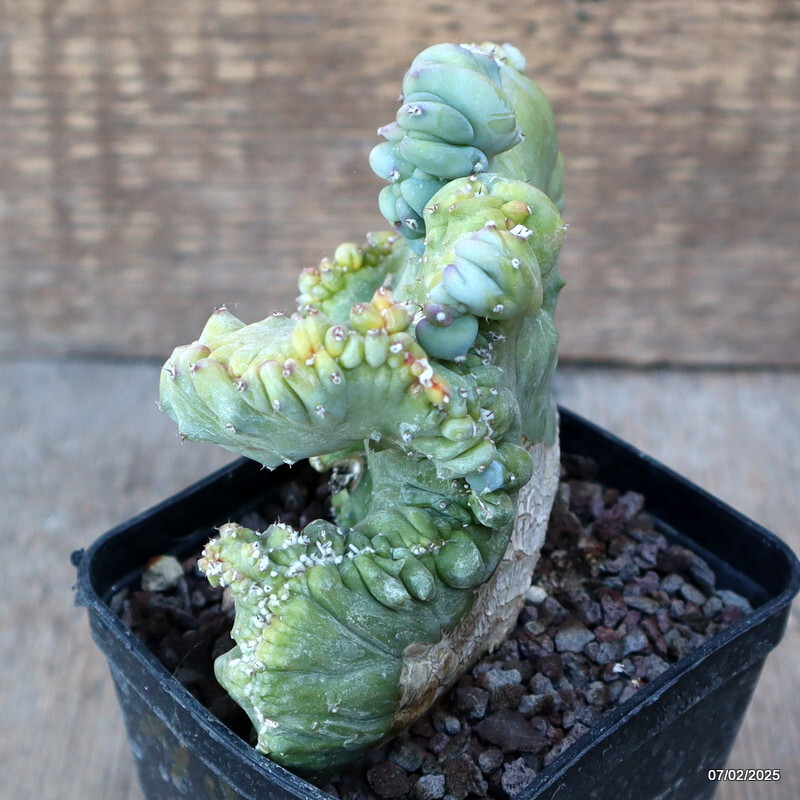 A9748 MYRTILLOCACTUS GEOMETRIZANS STRICTUS pot8-H11-W12 cm MaMa Cactus