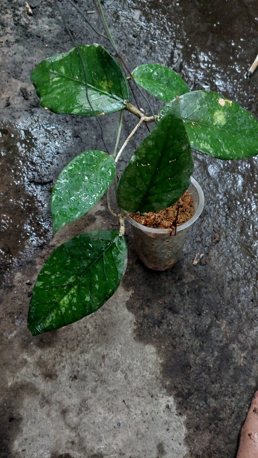 Promo Hoya Sp Aceh Very Rare Free phytosanitary Ship By DHL Express.
