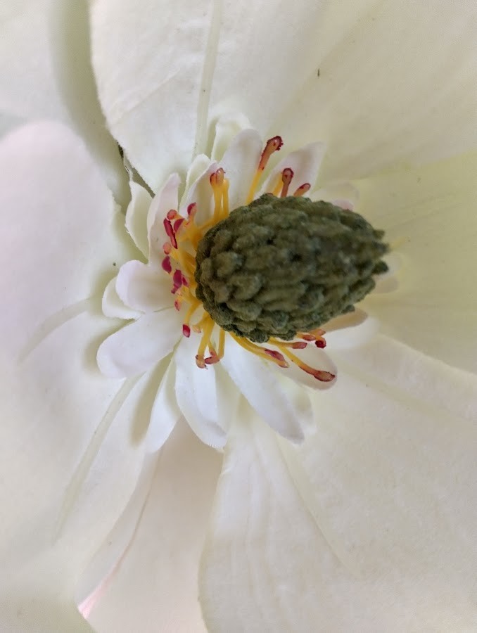 Magnolia stem CREAM