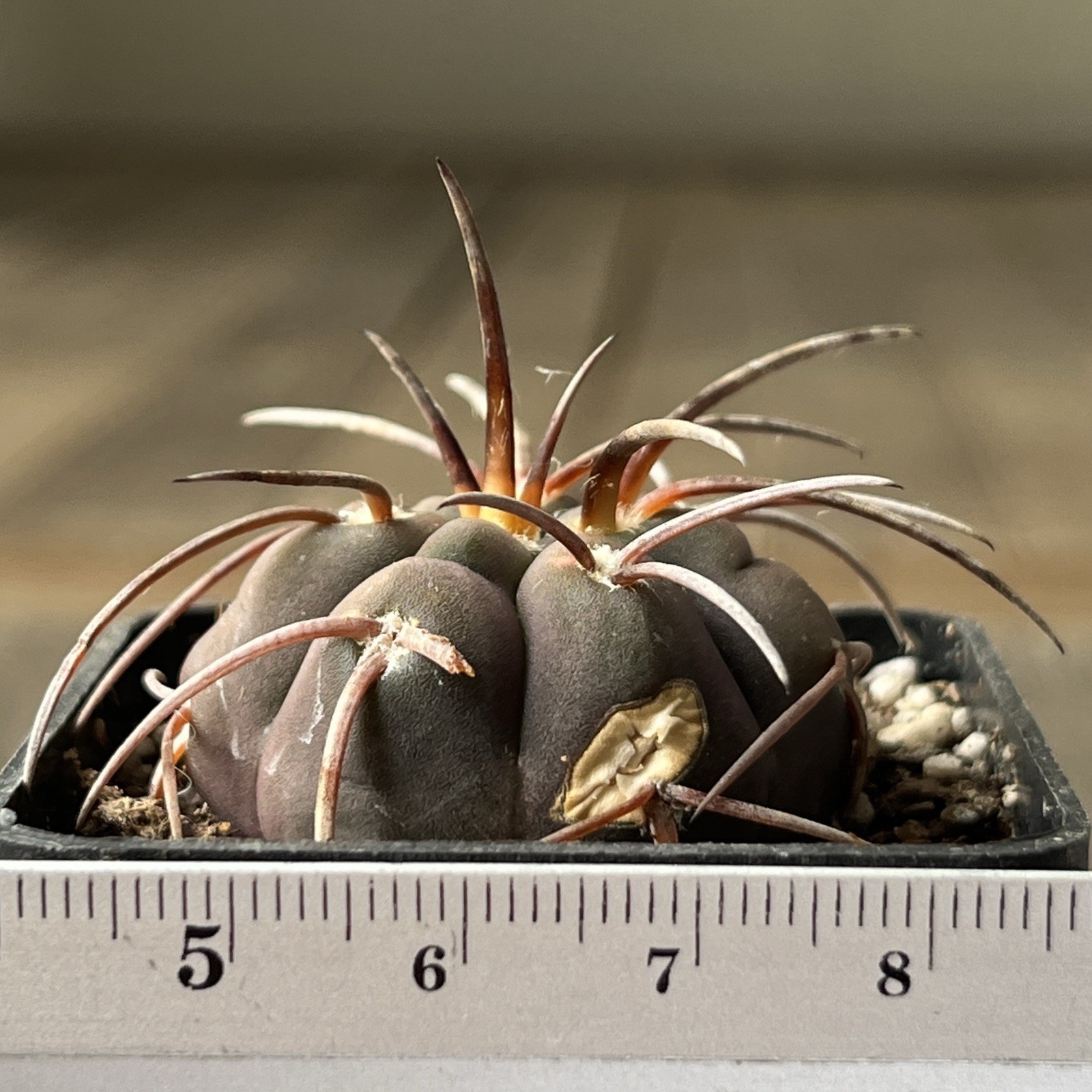 A12-301. G. spegazzinii Lf 68, La Angostura, Salta, own root